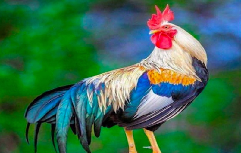 Gà Ngũ Sắc thuần chủng thường được định giá cao bởi màu lông và thần thái hiếm có