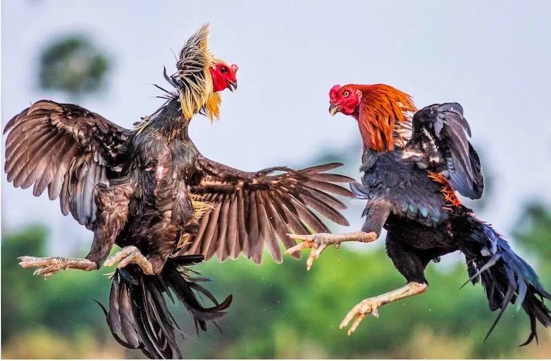 Chế độ dinh dưỡng phù hợp cho gà đá miền Tây