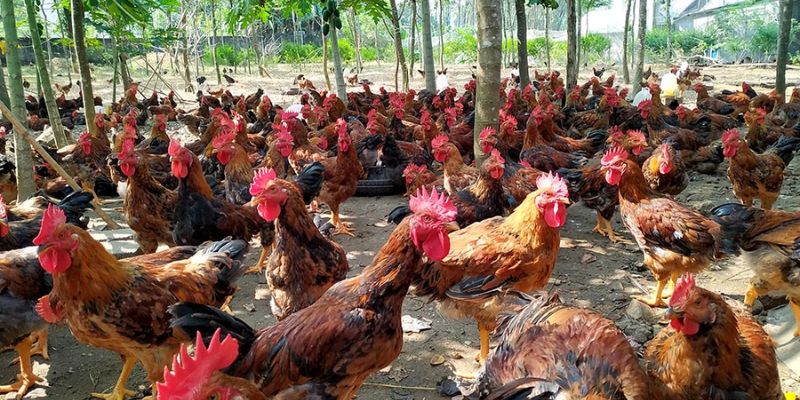 Tắm nắng cho gà