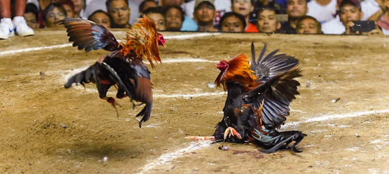 Gà trống khỏe mạnh với cơ đùi phát triển và thân hình săn chắc